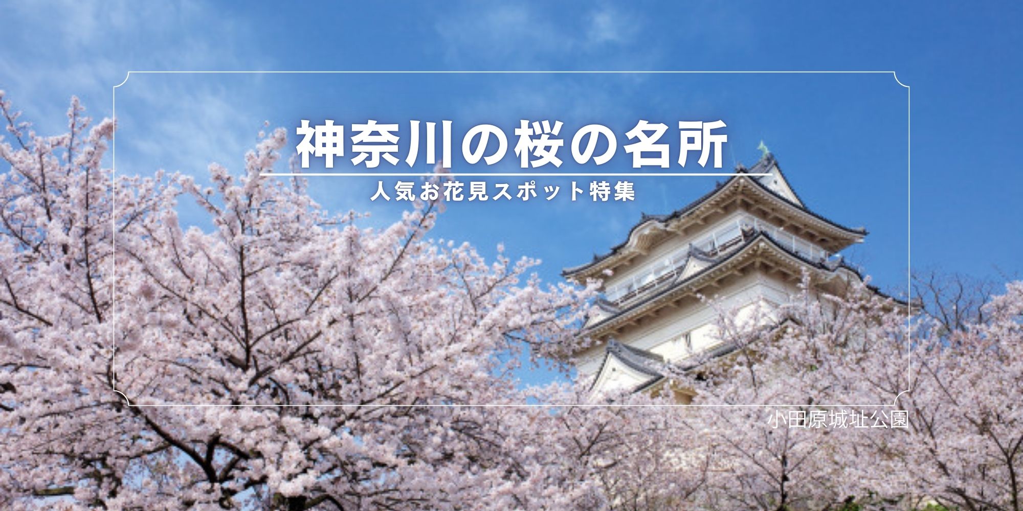 神奈川の桜の名所2026｜人気お花見スポット＆穴場スポット